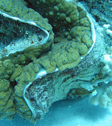 A close up photo of a giant clam on the Great Barrier Reef in Australia. Giant clam can grow to weigh more than 440 lb (200 kg) and live for well beyond 100 years.