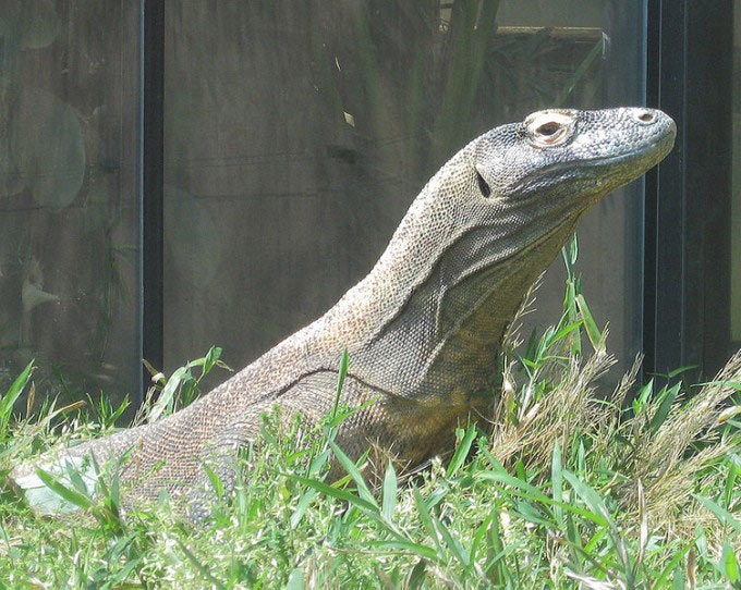 A komodo dragon lifts its head above the grass to get a better look at the area surrounding it. Komodo dragons are the largest kind of lizard in the world and can at times be very aggressive.