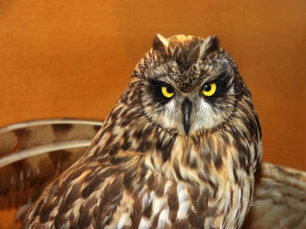 This photo shows a bright eyed owl looking forward in the direction of the camera.