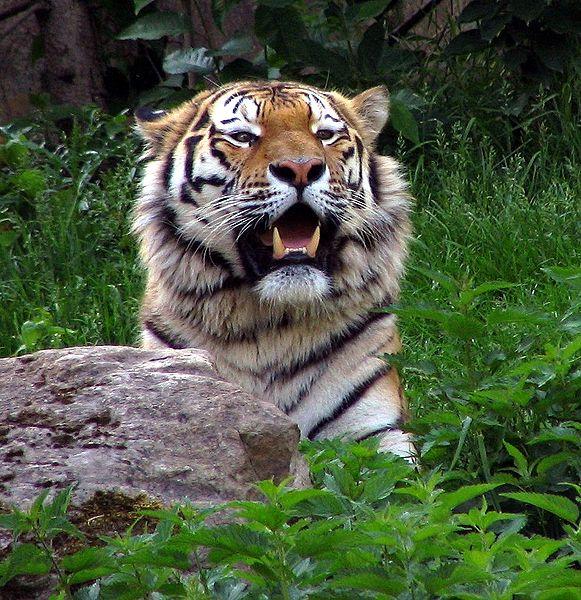 siberian tiger roaring