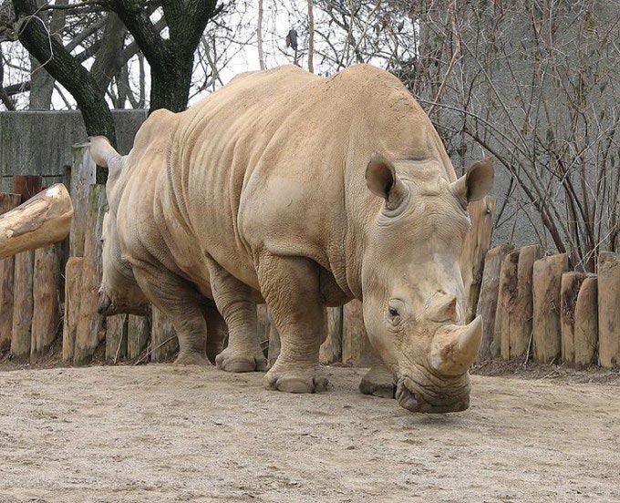 This photo shows a southern white rhinoceros in a zoo. Southern white rhinos are the most social of the rhino species and despite their name, they are actually gray in color.