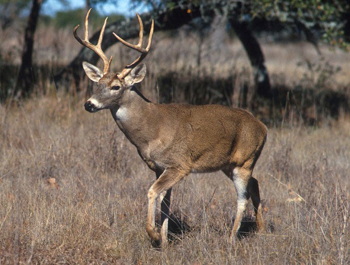 This photo shows a white tailed deer with large antlers walking through a field. It is native to the United States and is sometimes called the Virginia deer.