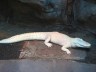 albino alligator