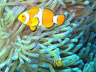 clownfish