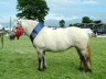 highland pony