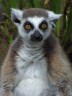 lemur