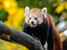 red panda