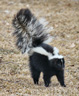 striped skunk