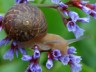 Snail lesson plan & activities