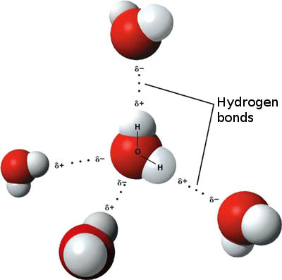A computer generated image showing a 3D model of hydrogen bonds in water.