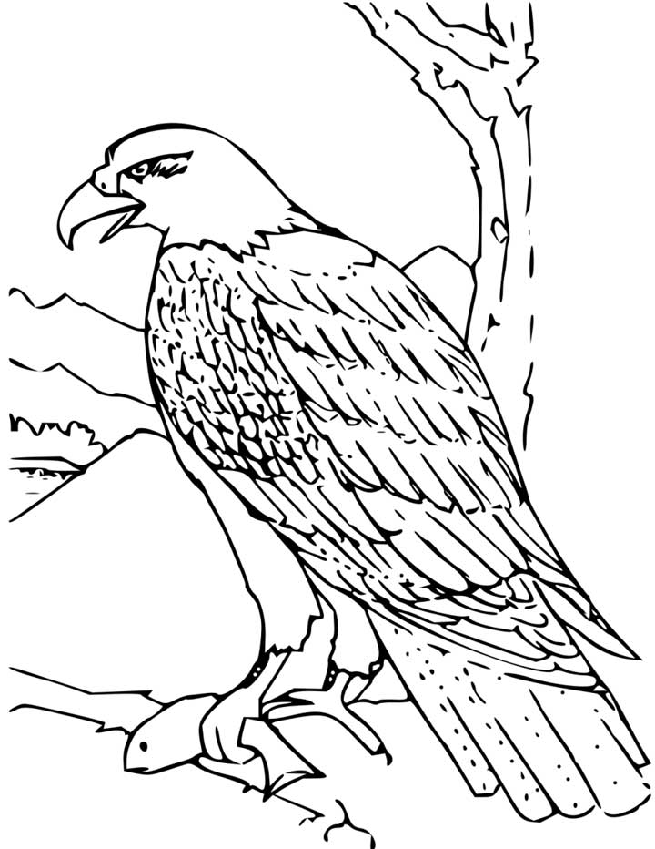 Gambar Bald Eagle Coloring Page Kids Free Printable Picture Features ...