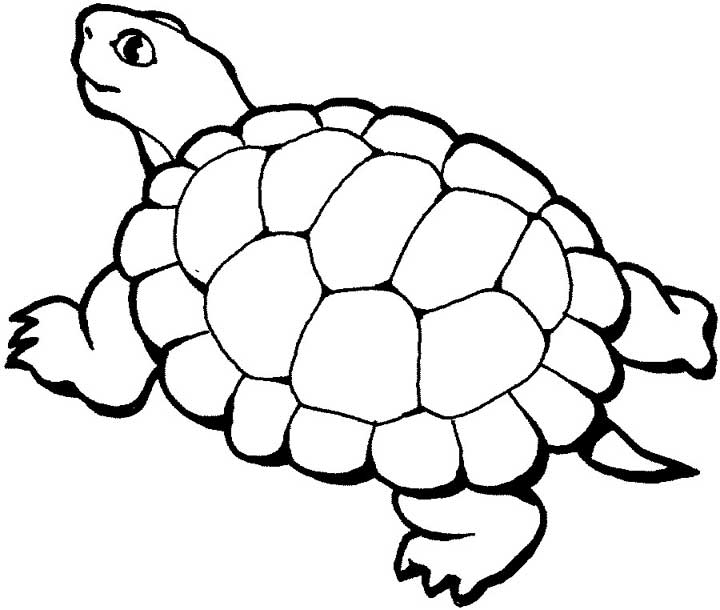 Turtle Coloring Pages - Free Printable Sheets for Kids