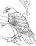 bald eagle coloring page for kids