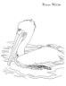 pelican coloring page for kids