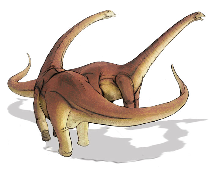 This drawing shows the possible appearance of Alamosaurus, a dinosaur from the late Cretaceous Period that reached up to 21 metres (69 feet) in length and weighed around 35 tons. Alamosaurus was a classic Sauropod with a long neck and tail that lived in what is now North America.