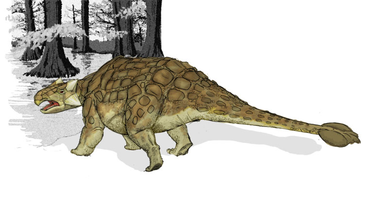 This drawing shows the possible appearance of Ankylosaurus, a dinosaur from the late Cretaceous Period (around 66 million years ago). Ankylosaurus was a large herbivore (plant eater) that was protected by body armor, large plates of bone embedded into the skin.