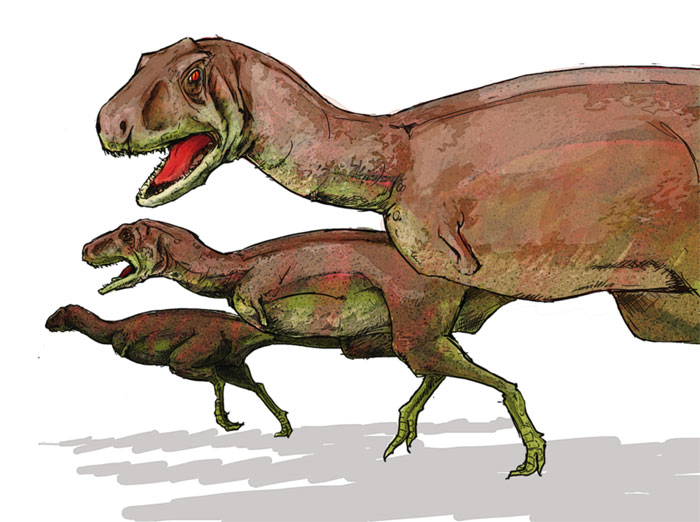 This drawing shows the possible appearance of Aucasaurus, a Theropod dinosaur that was related to the Carnotaurus. Three specimens can be seen in the picture, in a variety of poses. The Aucasaurus featured very small arms and lived in an area of South America that is now Argentina.