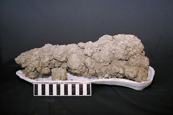 This picture shows a sample of fossilized dinosaur poop. Fossilized animal dung is also known as coprolite. This particular sample was found in southwestern Saskatchewan, Canada.