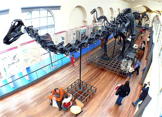 Diplodocus Skeleton Fossils Bones Dinosaur Pictures Photos Facts Diplodocus Skeleton Fossils Bones Dinosaur Pictures Photos Facts