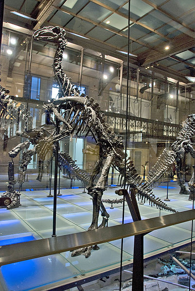 This picture shows the skeleton of a type of Iguanodon known as Dollodon. Iguanodon was a plant eating (herbivore) dinosaur with a long tail. Its fossils were first discovered in 1822 and it was the second dinosaur to be formally named (in 1825, the first was Megalosaurus in 1824).