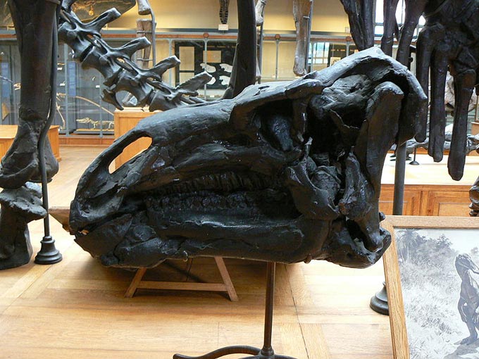 This picture shows the skull of a type of dinosaur called Iguanodon. Iguanodon was a bulky dinosaur that ate plants and could move on two feet or four. It had a long tail and was one of the first dinosaurs to be formally named. This photo was taken in a natural history museum in Paris, France.