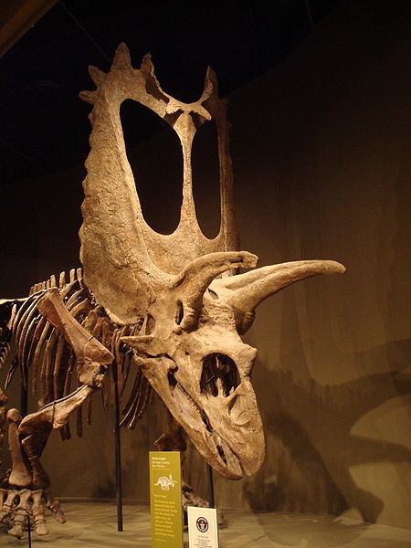 Pentaceratops Skeleton Fossils Bones Dinosaur Pictures Photos 