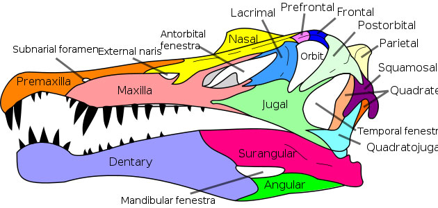 This picture is a diagram of a Spinosaurus skull. Spinosaurus lived in the Cretaceous Period (around 100 million years ago) and was a huge meat eating dinosaur, possibly the largest carnivorous dinosaur ever.