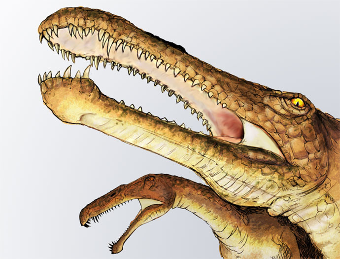 This drawing shows the possible appearance of Irritator, a dinosaur from the early Cretaceous Period (around 110 million years ago). Fossil remains of this Theropod dinosaur are limited but scientists estimate that it grew to around 8 metres (26 feet) in length. An 80cm fossil skull was found in Brazil and Irritator was first described in 1996.