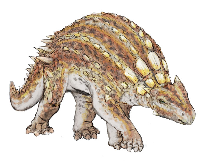 This drawing shows the possible appearance of Minmi, a small dinosaur from the early Cretaceous Period (around 116 million years ago). Minmi was an armoured dinosaur and like other Ankylosaurs, was a herbivore (plant eater). It was named Minmi after remains were found near the Minmi Crossing in Australia.