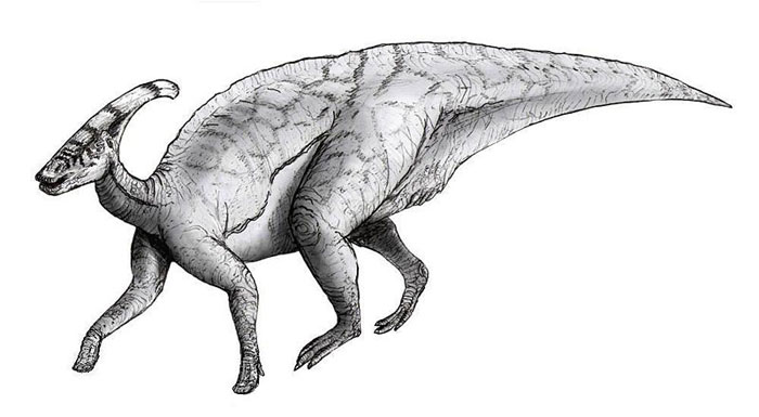 This drawing of a Parasaurolophus, shows the unique appearance of this dinosaur. Parasaurolophus existed in the late Cretaceous Period (around 75 million years ago). They were plant eaters (herbivores) and lived in North America.