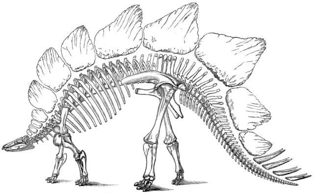 This drawing shows the restoration of a Stegosaurus skeleton. Stegosaurus was large, herbivorous dinosaur from the late Jurassic Period.