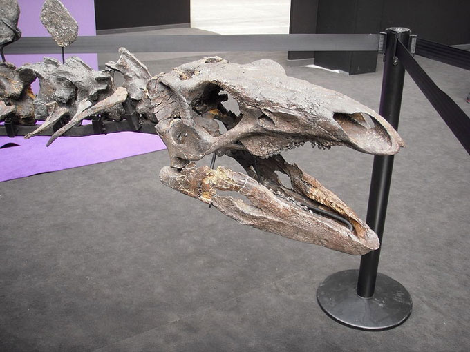 This picture shows a close up view of a Stegosaurus skull on display at a museum. Stegosaurus was a large dinosaur from the late Jurassic Period that grew up to 9 metres (30ft) in length.