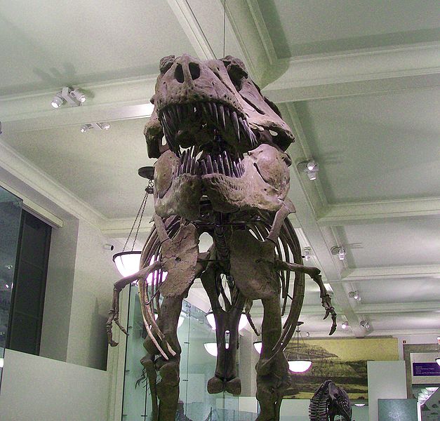 This picture shows a front on view of a scary looking Tyrannosaurus rex skeleton on display at the American Museum of Natural History.