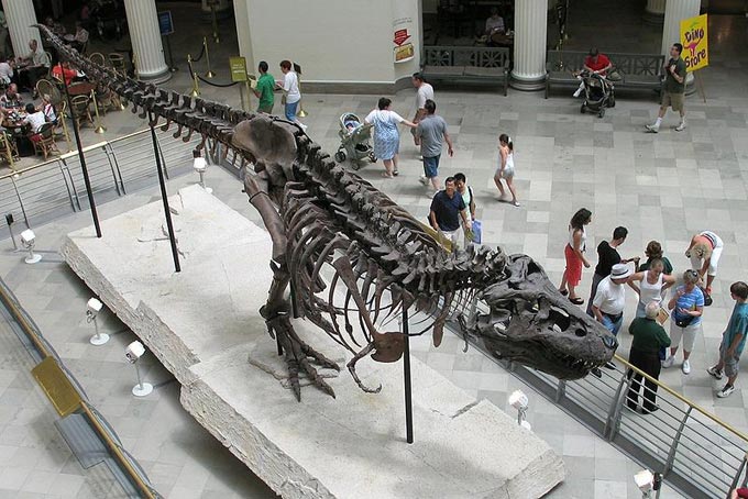 This photo shows a top down view of a famous Tyrannosaurus rex specimen known as 'Sue' while on display at Chicago's Field Museum of Natural History. Sue is one of the most complete Tyrannosaurus skeletons ever found.