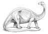 Apatosaurus drawing