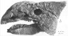 Ankylosaurus skull picture
