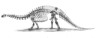 Apatosaurus skeleton