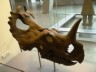 Centrosaurus skull picture