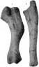 Dinosaur leg bones picture