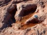 Dinosaur track picture