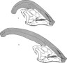 Parasaurolophus crests