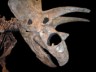 Pentaceratops skull picture