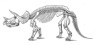 Triceratops Skeleton Reconstruction Sketch