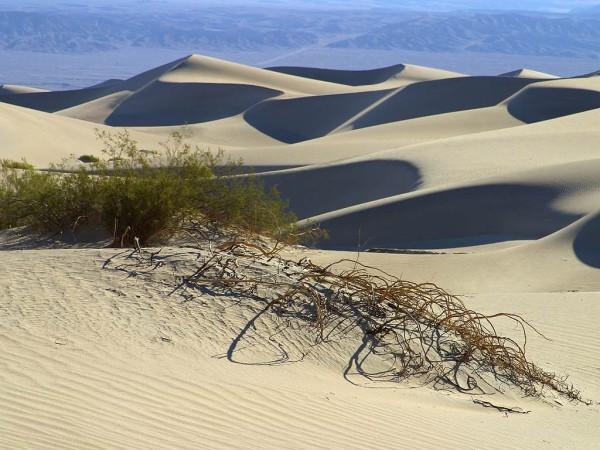 A series of beautifully formed sand dunes dominate this photo taken far out in the desert. 