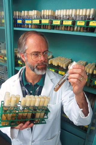 This photo shows a scientist looking closely at a group of test tubes in a laboratory.