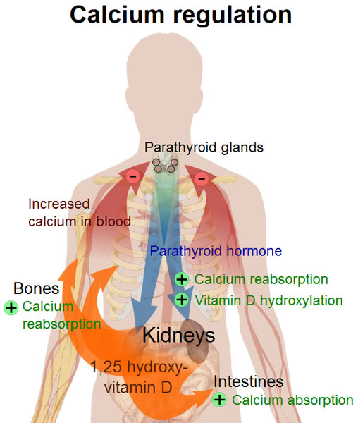 This diagram labels important processes and parts of the human body related to calcium regulation. These include calcium absorption, increased calcium in the blood and vitamin D hydroxylation.