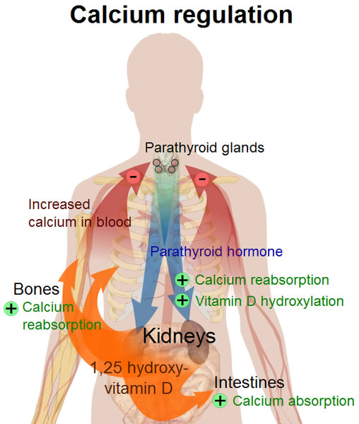 Calcium Regulation Diagram Free Health Medical Pictures Photos 