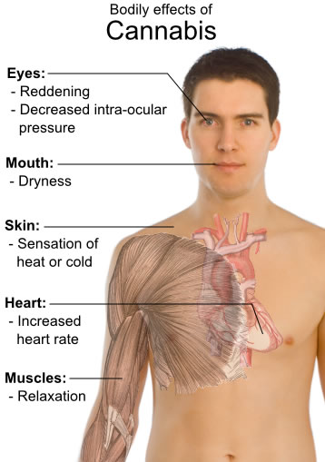 What are the short term effects of cannabis on the human body? Find out with this informative diagram which lists the effects next to various body parts. Examples include reddening of the eyes, a dry mouth, an increased heart rate and relaxation of the muscles.