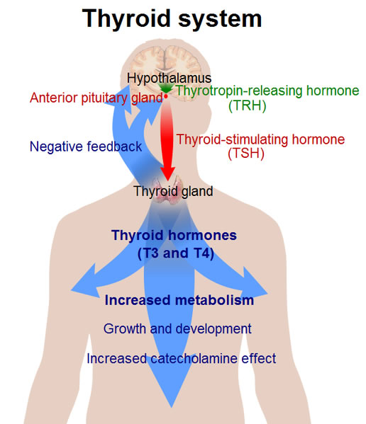 This health diagram shows how the thyroid system works. The thyroid is a large endocrine gland found in the human body.