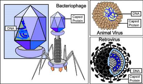 This health and medical diagram helps explain different virus types. The information mentions DNA, bacteriophage, protein, retrovirus and more.
